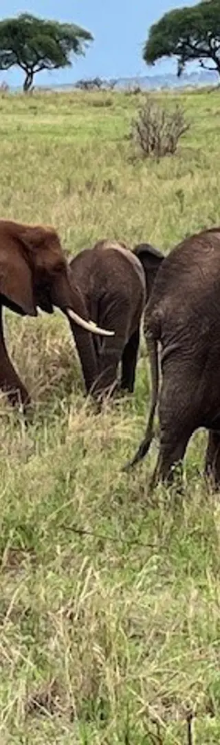 Einer Elefanten-Familie dicht auf den Fersen